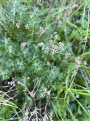 Eriophyllum confertiflorum