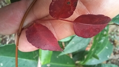 Causonis corniculata