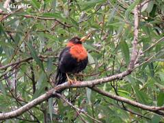 Turdus rufitorques