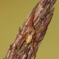 Philodromus rufus pacificus
