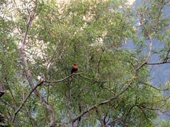 Turdus rufitorques