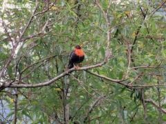 Turdus rufitorques