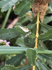 Holocola thalassinana