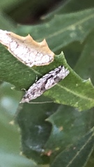 Holocola thalassinana