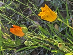 Gazania linearis