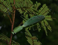 Macromantis saussurei