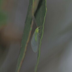 Apertochrysa edwardsi