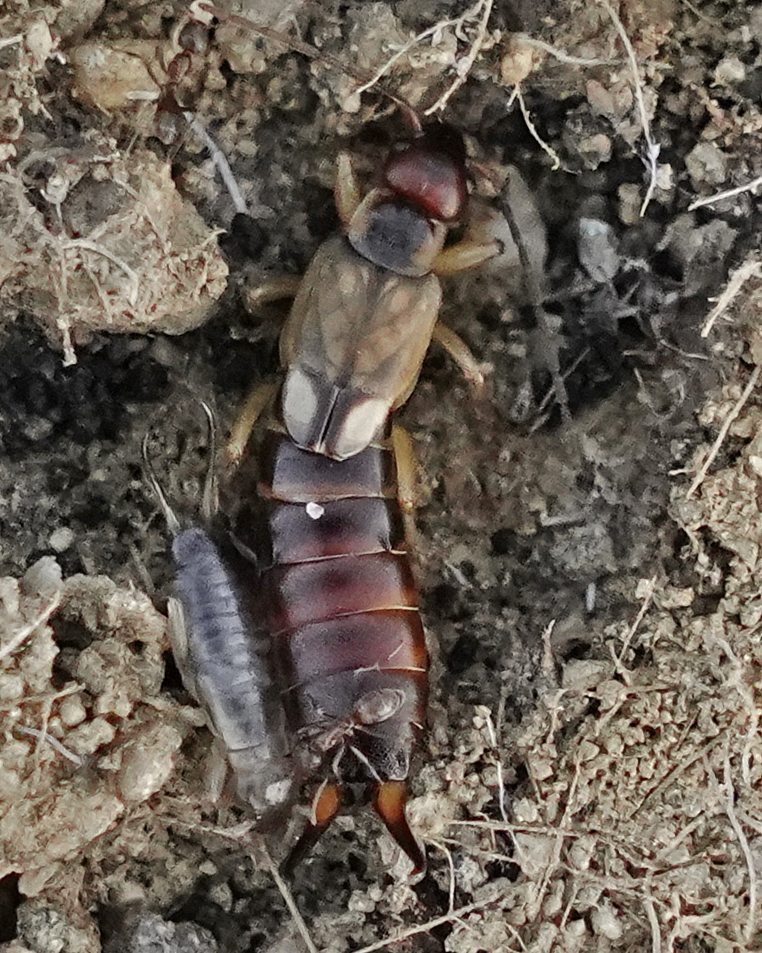 European Earwig from Featherly Regional Park, CA, USA on February 05 ...