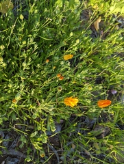 Gazania linearis