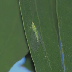 Apertochrysa edwardsi