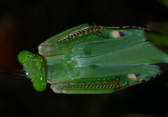 Macromantis saussurei