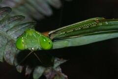 Macromantis saussurei