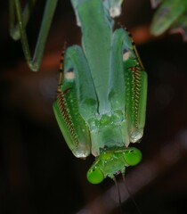 Macromantis saussurei