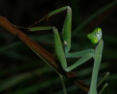 Macromantis saussurei