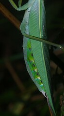 Macromantis saussurei