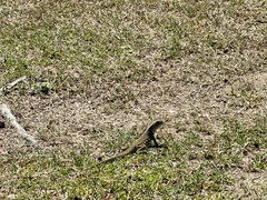 Leiolepis belliana