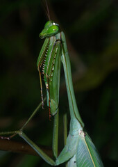 Macromantis saussurei