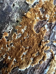 Botryobasidium aureum