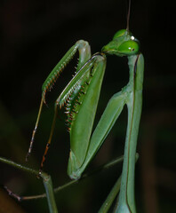 Macromantis saussurei