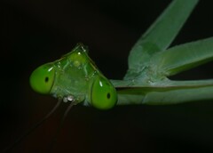 Macromantis saussurei