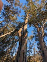 Eucalyptus cladocalyx