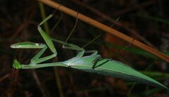 Macromantis saussurei