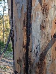 Eucalyptus cladocalyx