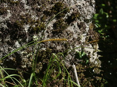 Carex salticola
