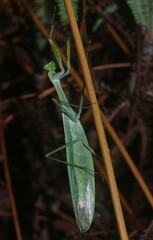 Macromantis saussurei