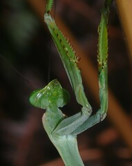 Macromantis saussurei