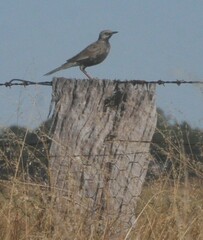 Cincloramphus cruralis