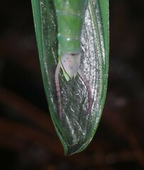 Macromantis saussurei