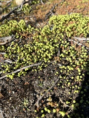 Asterella palmeri