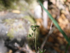 Adenocaulon chilense