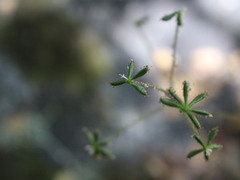 Adenocaulon chilense