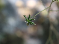 Adenocaulon chilense