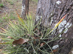 Tillandsia schiedeana