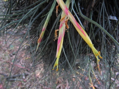 Tillandsia schiedeana