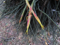 Tillandsia schiedeana