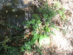 Adenocaulon chilense