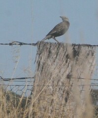 Cincloramphus cruralis