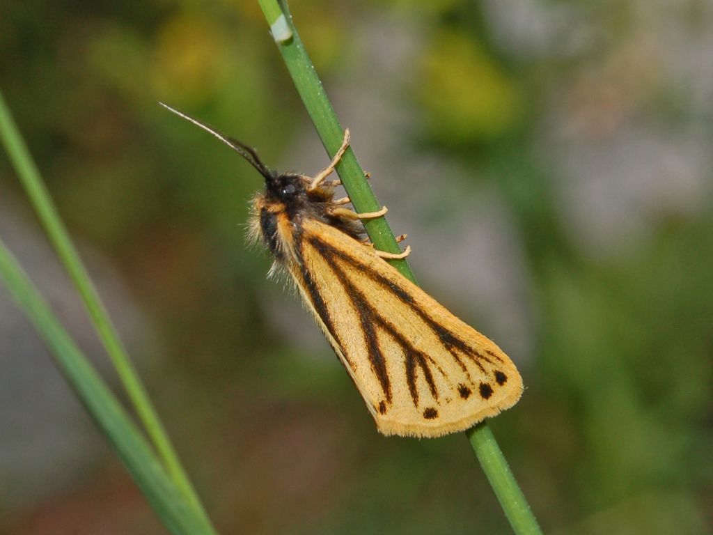 Setina aurita