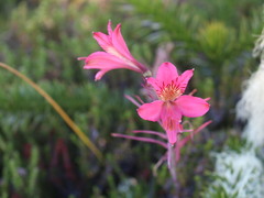 Alstroemeria ligtu