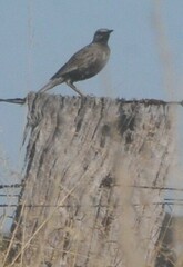 Cincloramphus cruralis