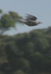 Cincloramphus cruralis