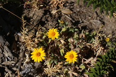 Chaetanthera elegans