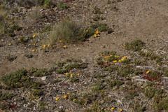 Chaetanthera elegans