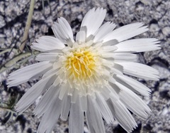 Calycoseris wrightii