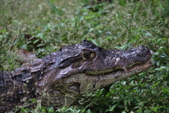 Caiman crocodilus fuscus