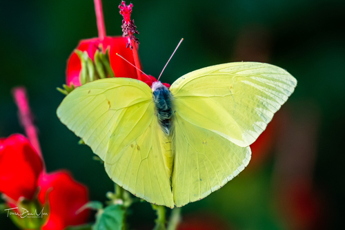 Lime Green Butterfly - Phoebis sennae 